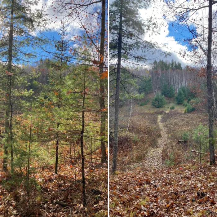 MTV Disc Golf Course Pic BeforeAfter