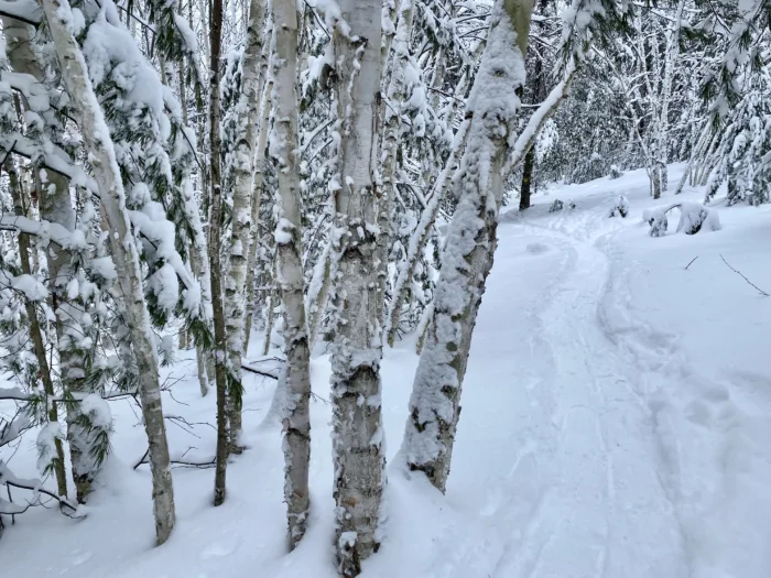 Snowshoe Trail Birches