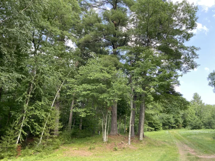 MTV Disc Golf Hole